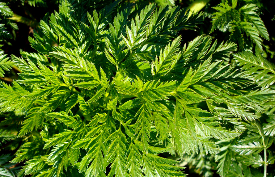 Μαζεύεις χόρτα; Προσοχή στα 5 πιο επικίνδυνα!