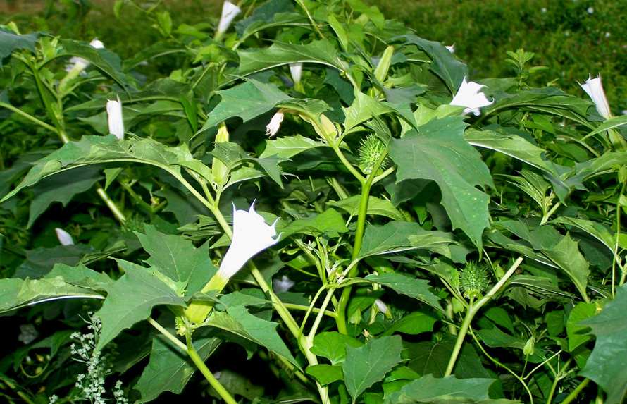 Μαζεύεις χόρτα; Προσοχή στα 5 πιο επικίνδυνα!