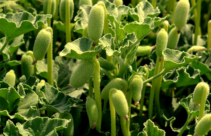 Μαζεύεις χόρτα; Προσοχή στα 5 πιο επικίνδυνα!