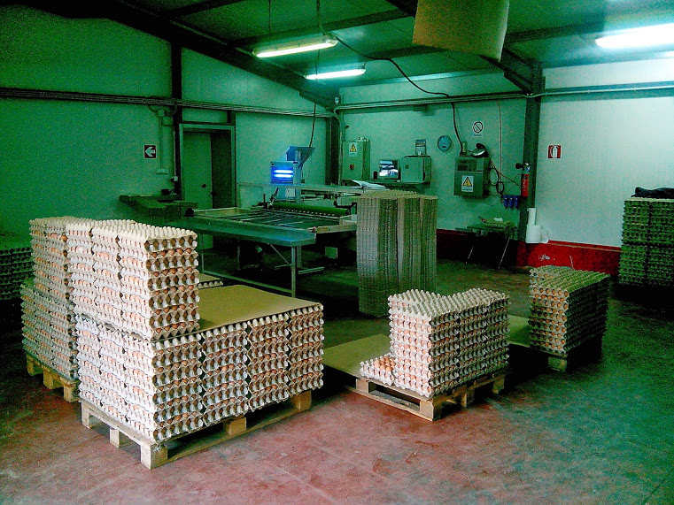 «Αβγατίζει» η πτηνοτροφία στη Θεσσαλονίκη