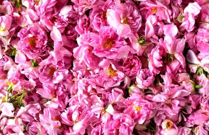 rosa-damascena-h-rodopi-agapa-ta-roda-10945