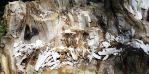 Η τουριστική ανάπτυξη στη Βόρεια Εύβοια και το απολιθωμένο δάσος