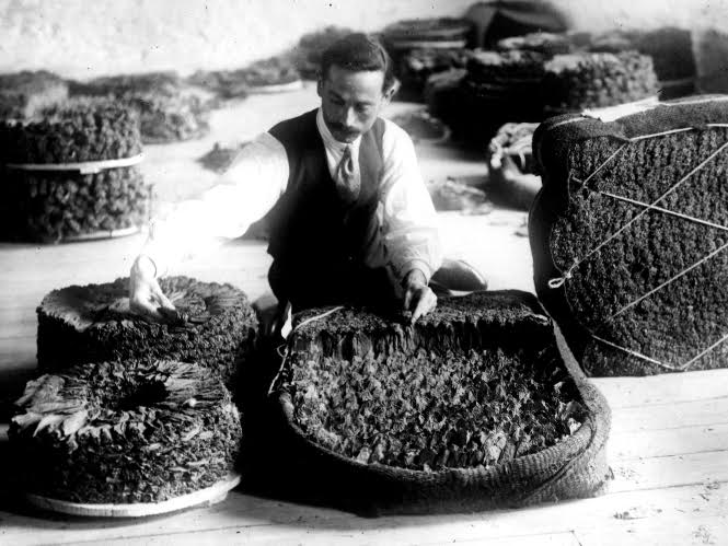 Φθιώτιδα: Καπνοπαραγωγοί αναβιώνουν το Σέρτικο