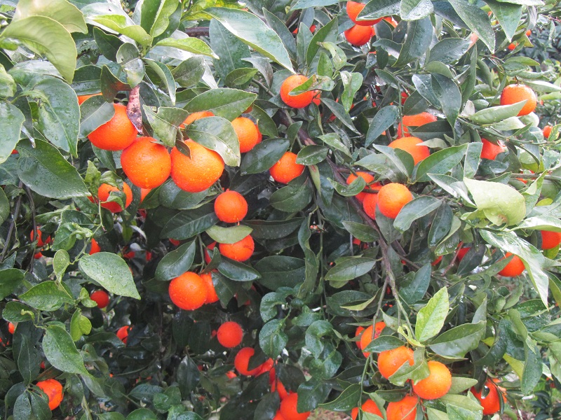 ελληνικό πορτοκάλι στην Αργολίδα 