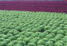 Μείωση 30% στη μελλοντική παραγωγή λαχανικών στη Νότια Ευρώπη προβλέπει μελέτη