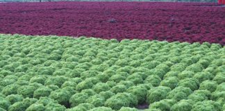 Μείωση 30% στη μελλοντική παραγωγή λαχανικών στη Νότια Ευρώπη προβλέπει μελέτη