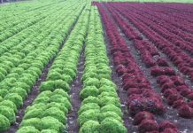 ΕΛΓΑ: Νέα ασφαλιζόμενη αξία στη Φυτική και Ζωική Παραγωγή. Τι ισχύει για τα φυλλώδη λαχανικά