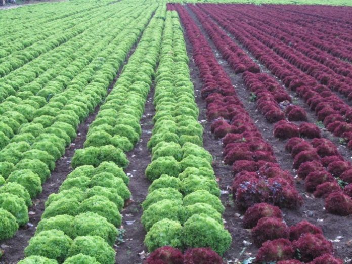 ΕΛΓΑ: Νέα ασφαλιζόμενη αξία στη Φυτική και Ζωική Παραγωγή. Τι ισχύει για τα φυλλώδη λαχανικά