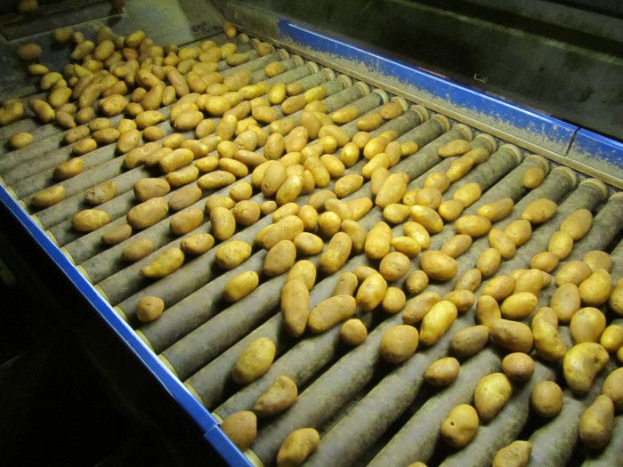 πατατα Αρκαδία 