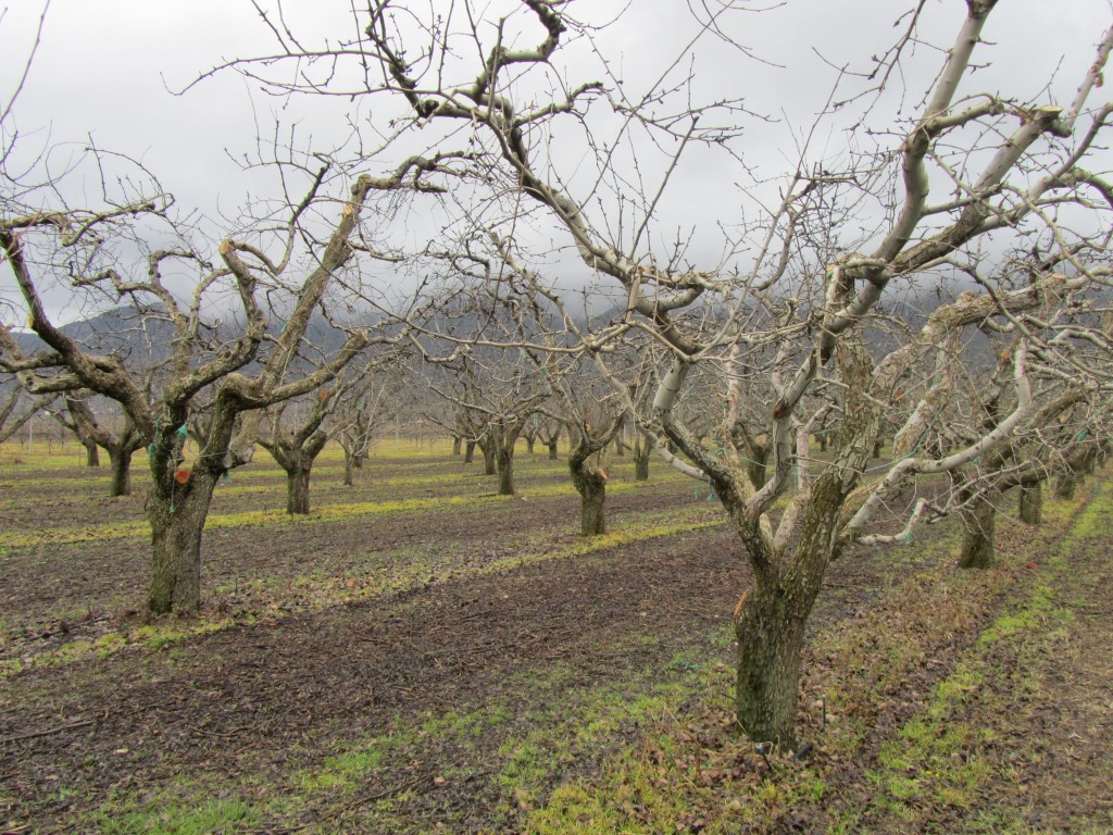 Η «Ύπαιθρος Χώρα» στην Αρκαδία 