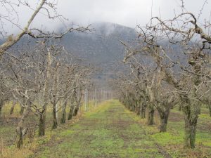 Η «Ύπαιθρος Χώρα» στην Αρκαδία