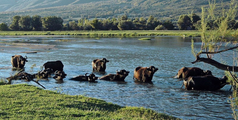 Ένας Ιχνηλάτης στις όχθες της λίμνης