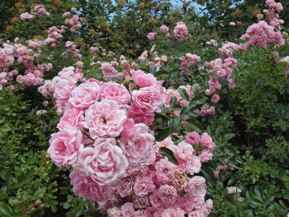 Οι κρυμμένοι θησαυροί του Κιλκίς Βοτανικός κήπος Κρουσίων