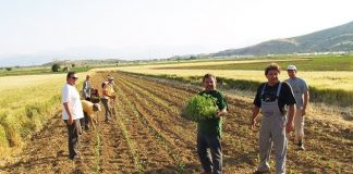 ΠΑΣΟΚ - ΔΗΜΑΡ: Η Κυβέρνηση με το ασφαλιστικό Νομοσχέδιο που προωθεί αφανίζει την αγροτική τάξη