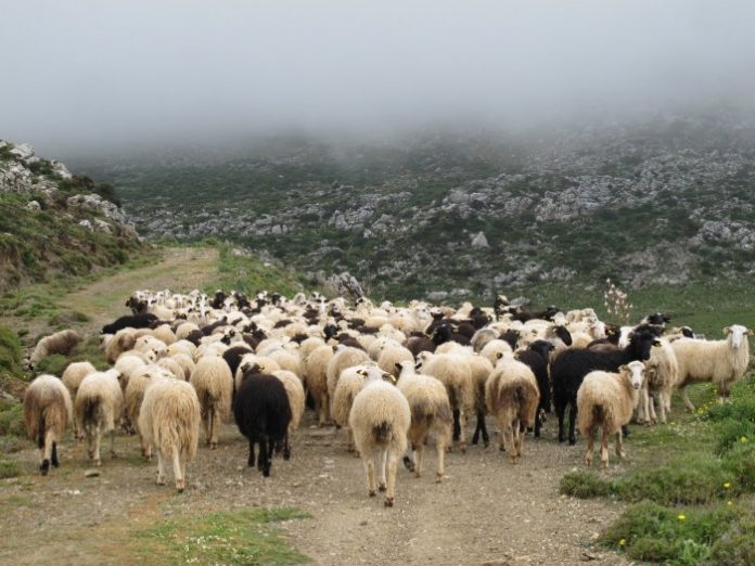 Παράταση στα Σχέδια Βόσκησης έως το 2021 με τροπολογία του ΥπΑΑΤ