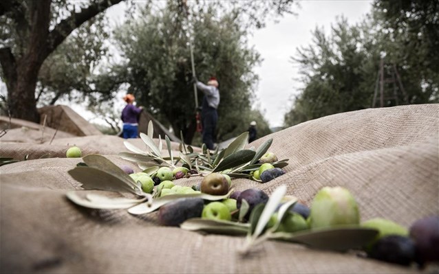 Οι ευθύνες για την εγκατάλειψη του εθνικού μας προϊόντος