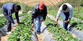 Αγροτόσημο για όλους τους μετανάστες που εργάζονται σε χωράφια ετοιμάζει η κυβέρνηση
