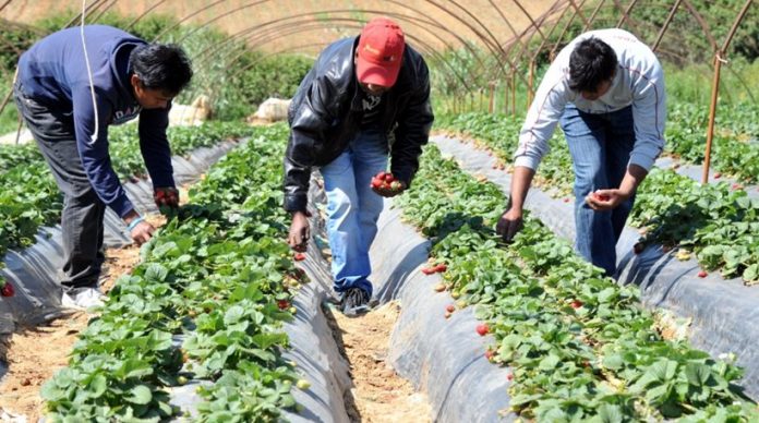 Αγροτόσημο για όλους τους μετανάστες που εργάζονται σε χωράφια ετοιμάζει η κυβέρνηση