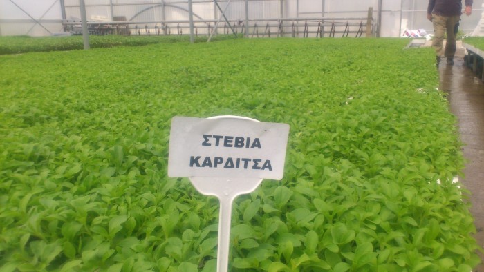 karditsa-to-proto-ergostasio-stevias-stin-evropi-12504
