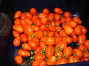 Φόβοι για ντόμινο μειώσεων  στις τιμές της βιομηχανικής ντομάτας 