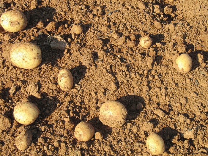 πατάτα στην Ηλεία