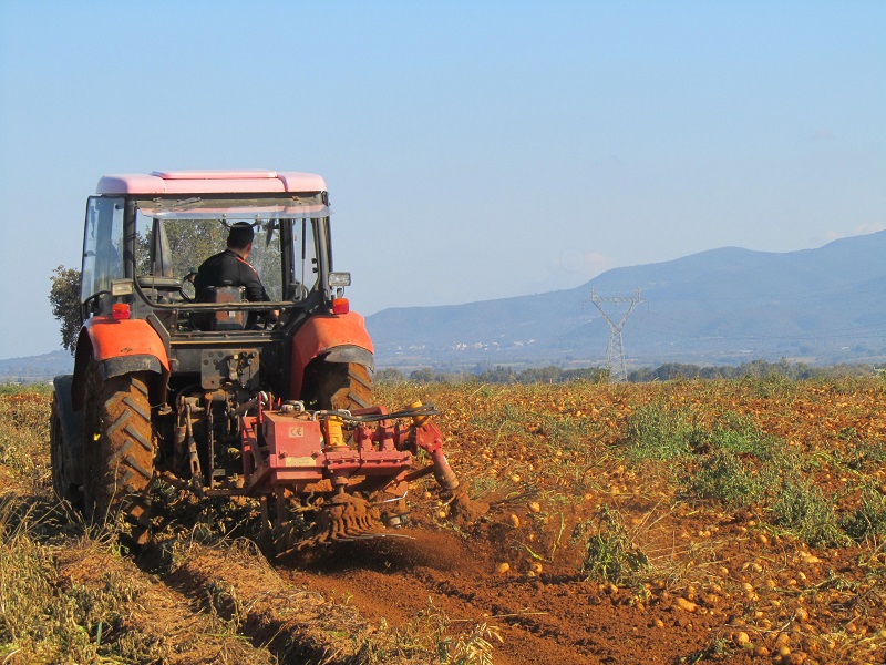 πατάτα στην Ηλεία