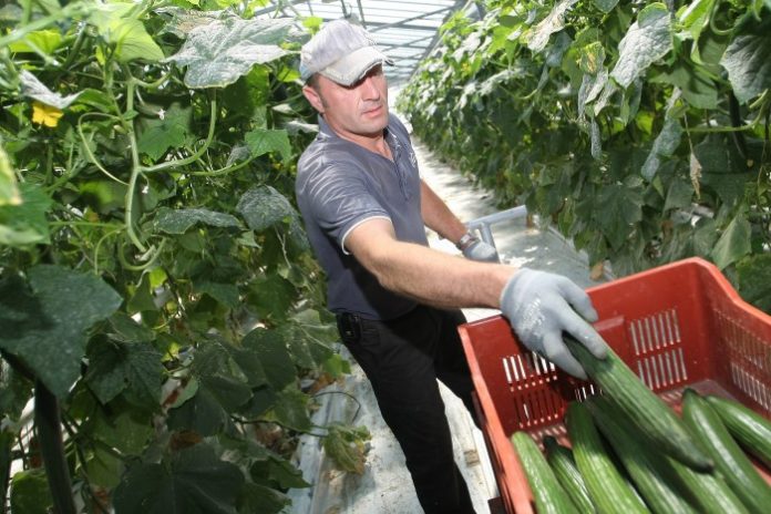 Σε απόγνωση οι παραγωγοί κηπευτικών της Κρήτης με τις τιμές