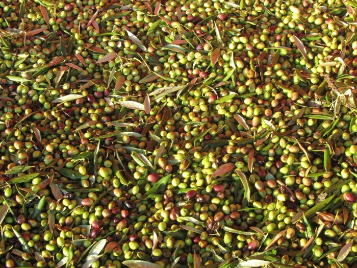 ΕΛΑΙΌΛΑΔΟ  Ηλεία