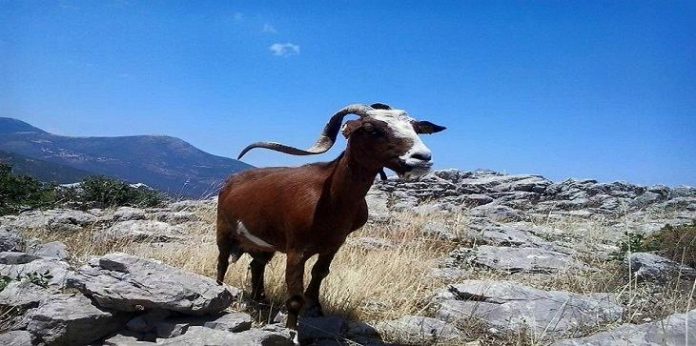 ΟΠΕΚΕΠΕ: Διορθώνονται τα προβλήματα στις πληρωμές εξισωτικής λόγω Καλλικράτη ΟΠΕΚΕΠΕ: Διορθώνονται τα προβλήματα στις πληρωμές εξισωτικής λόγω Καλλικράτη