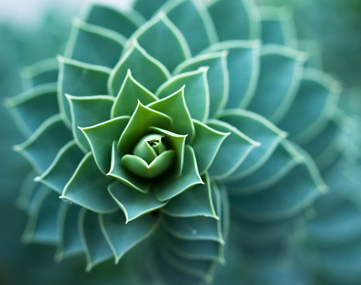 Έριν Κόνελι: Βιομιμητική. Κάν’ το όπως η φύση