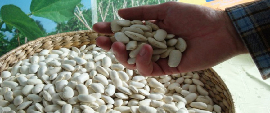 Όσπρια: Στροφή των αγροτών σε βιώσιμα προϊόντα