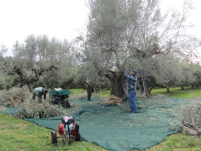 Η «Ύπαιθρος Χώρα» στη Λακωνία