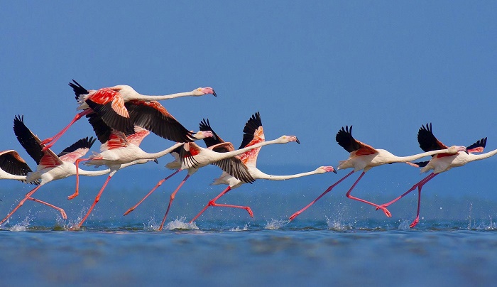 Λιμνοθάλασσα Μεσολογγίου : Η Περικαλλέα Λίμνη