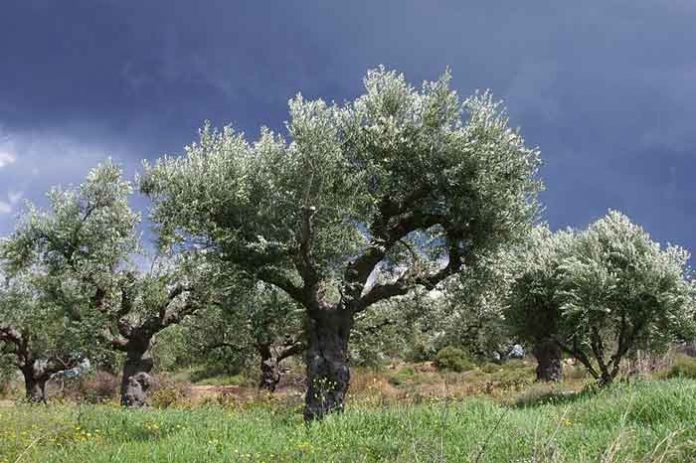 Το ΥπΑΑΤ αναλαμβάνει δράσεις εναντίον της ξυλέλλα