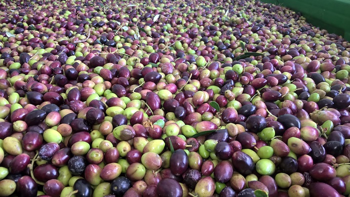 Ελιές Λακωνία