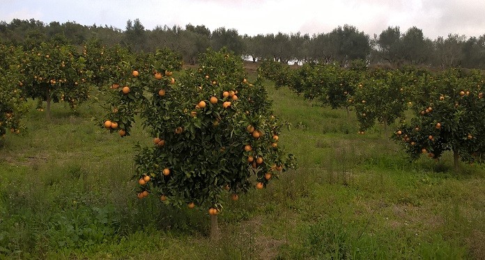 πορτοκαλεώνες στη Λακωνία