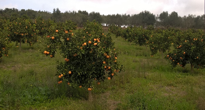 Η «Ύπαιθρος Χώρα» στη Λακωνία