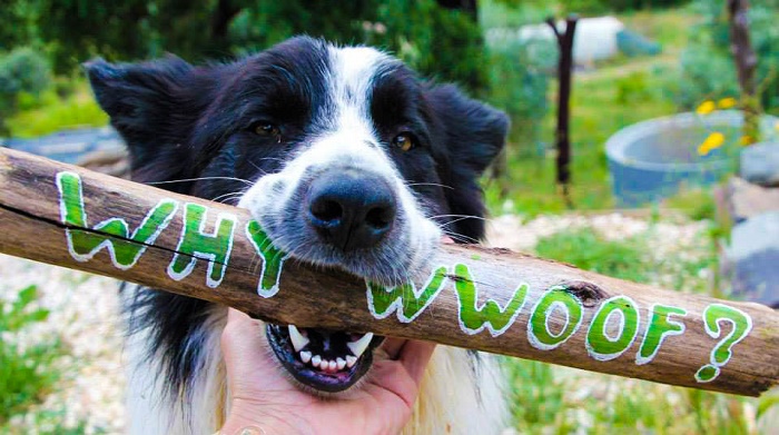 Η νέα μόδα: Διακοπές σε οργανικές φάρμες!