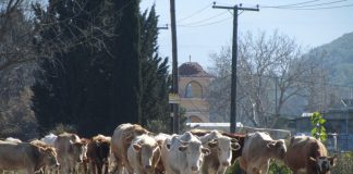 Η περίοδος των ισχνών και… αγριεμένων αγελάδων