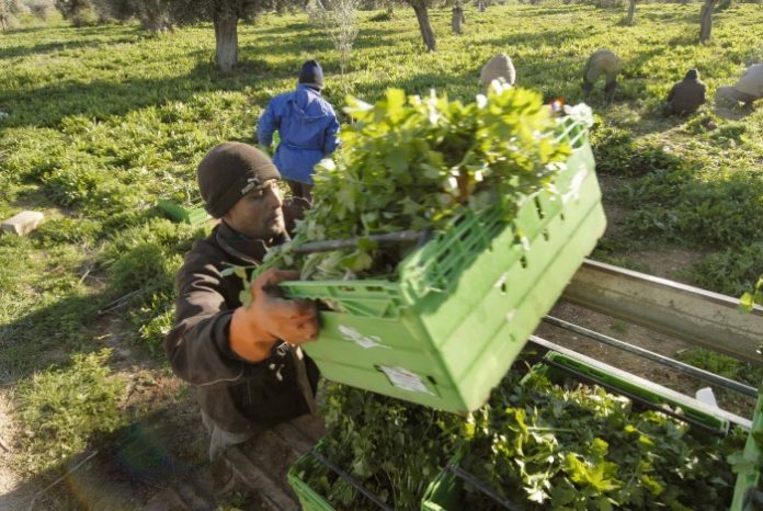 Θετικές οι πρώτες εκτιμήσεις του 2015 Θετικές οι πρώτες εκτιμήσεις του 2015