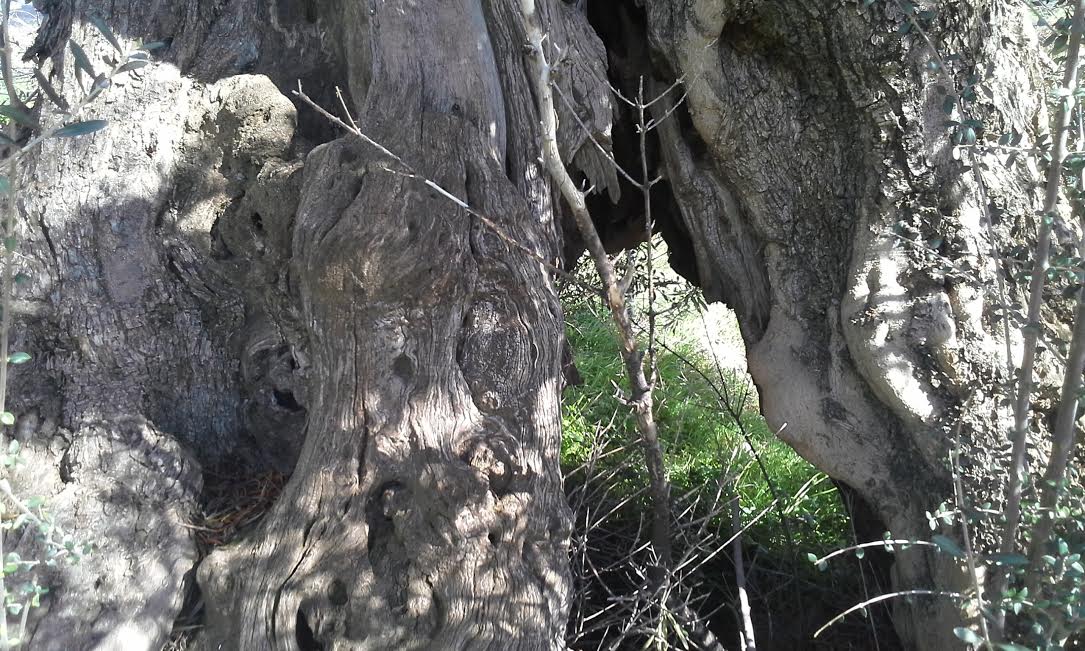 Eλαιόδεντρα στην Κρήτη με βενετσιάνικο αέρα