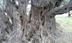 Eλαιόδεντρα στην Κρήτη με βενετσιάνικο αέρα