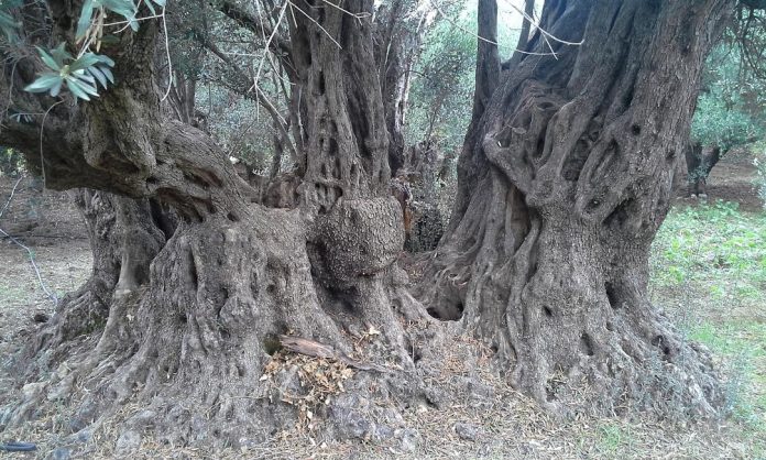 Eλαιόδεντρα στην Κρήτη με βενετσιάνικο αέρα