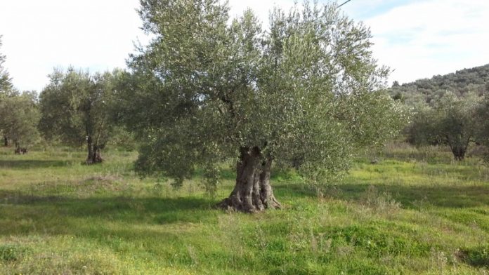 ΜΑΓΝΗΣΙΑ Οι βιοκαλλιεργητές ελαιολάδου επιμένουν ΜΑΓΝΗΣΙΑ Οι βιοκαλλιεργητές ελαιολάδου επιμένουν