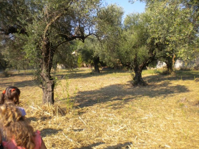 Τι θα γίνει με τα εισαγόμενα φυτά από την Απούλια και άλλες περιοχές που είναι «ύποπτα» στην Xylella; Τι θα γίνει με τα εισαγόμενα φυτά από την Απούλια και άλλες περιοχές που είναι «ύποπτα» στην Xylella;