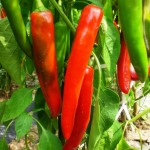 Ζορίζονται οι πιπεριές 