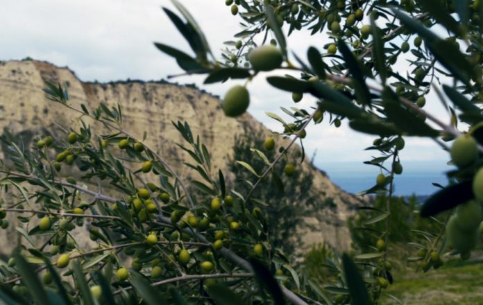 Το ελαιόλαδο της Κορίνθου κάνει θραύση στη Σιγκαπούρη