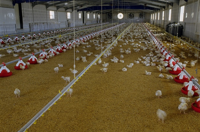 Η «Ύπαιθρος Χώρα» στα Ιωάννινα