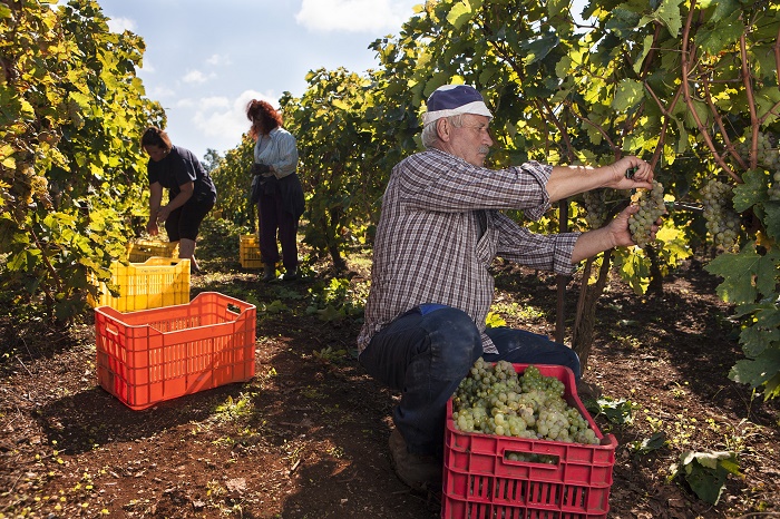 Η «Ύπαιθρος Χώρα» στα Ιωάννινα