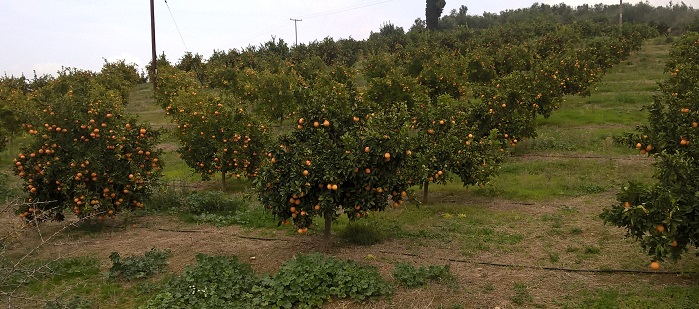 Στη Λακωνία, τα εσπεριδοειδή αποτελούν βασική και μοναδική πηγή εισοδήματος